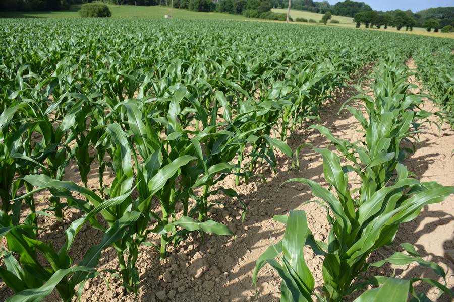 Agriculture